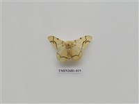 藏品(尺蛾225)的圖片